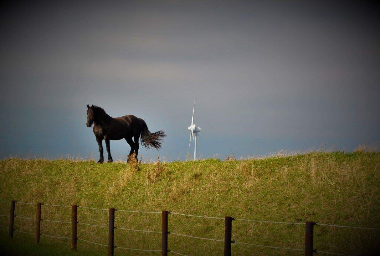 Pferd auf dem Deich 