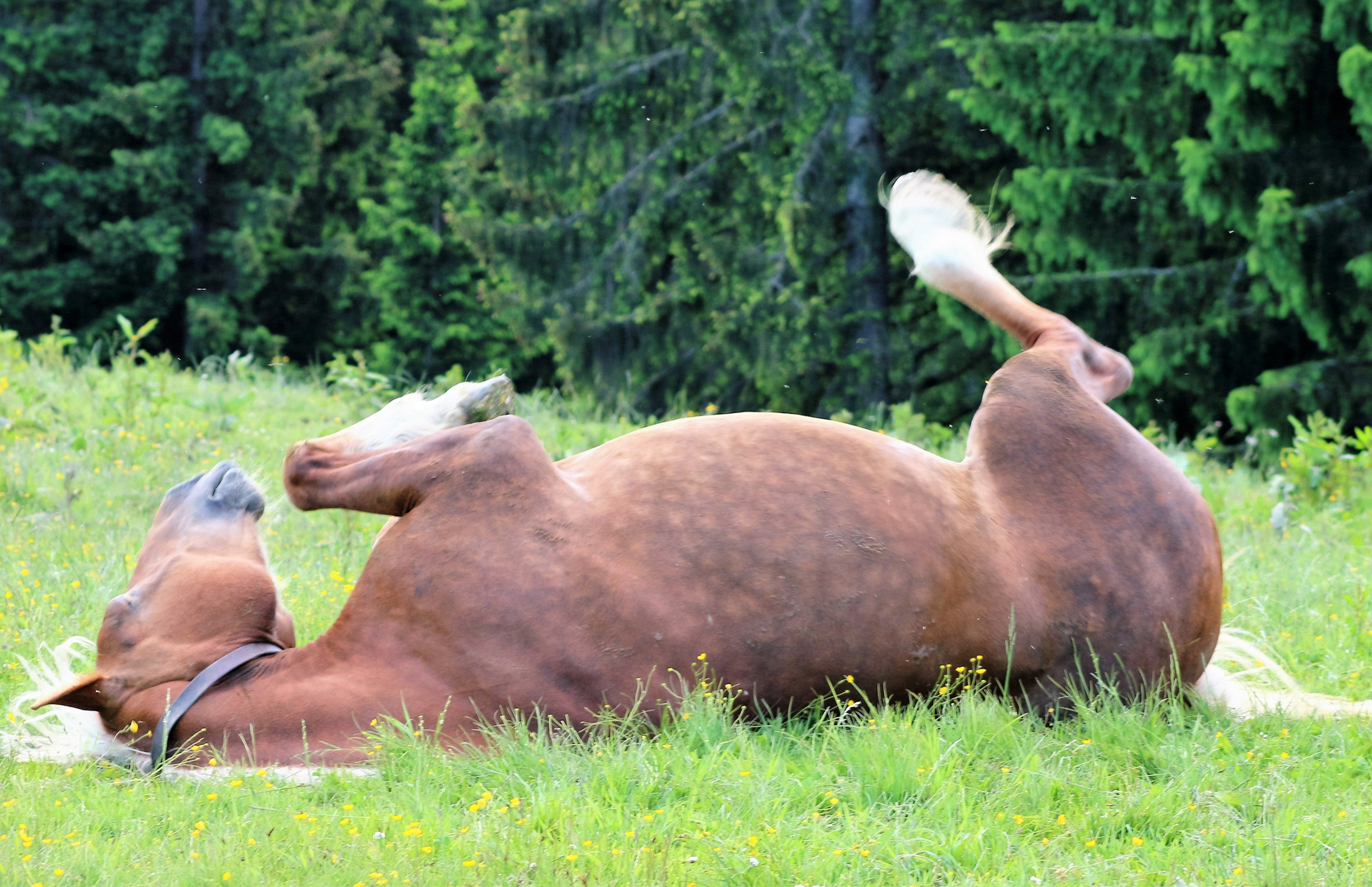 Pferd auf dem Hörnle