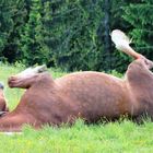 Pferd auf dem Hörnle