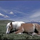 Pferd auf der Bergweide