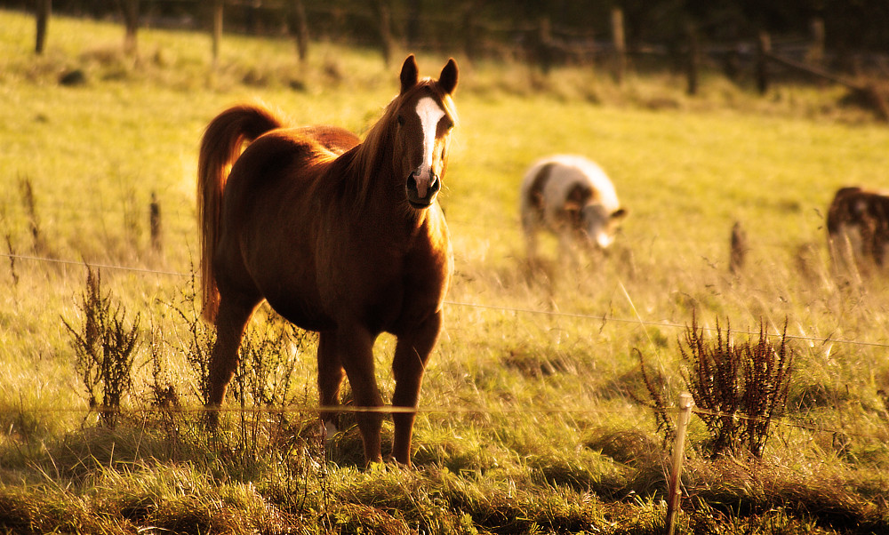 Pferd auf der Hochheide