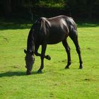 Pferd auf der Koppel