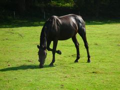 Pferd auf der Koppel