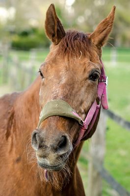 Pferd auf der Koppel