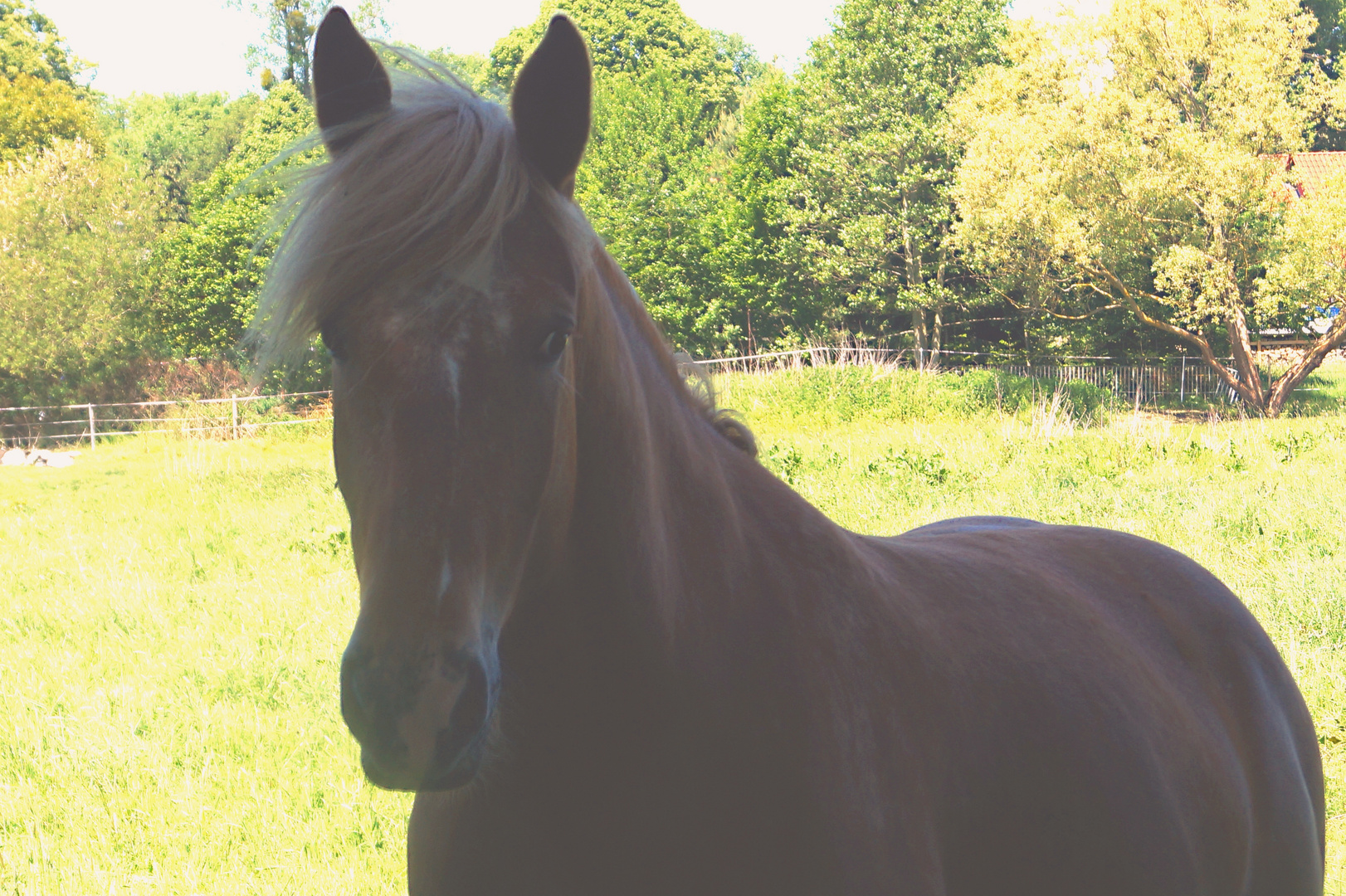 Pferd auf der Koppel