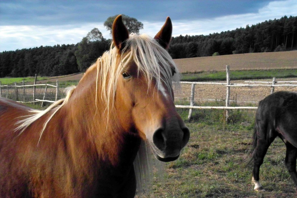 Pferd - Auf der Koppel