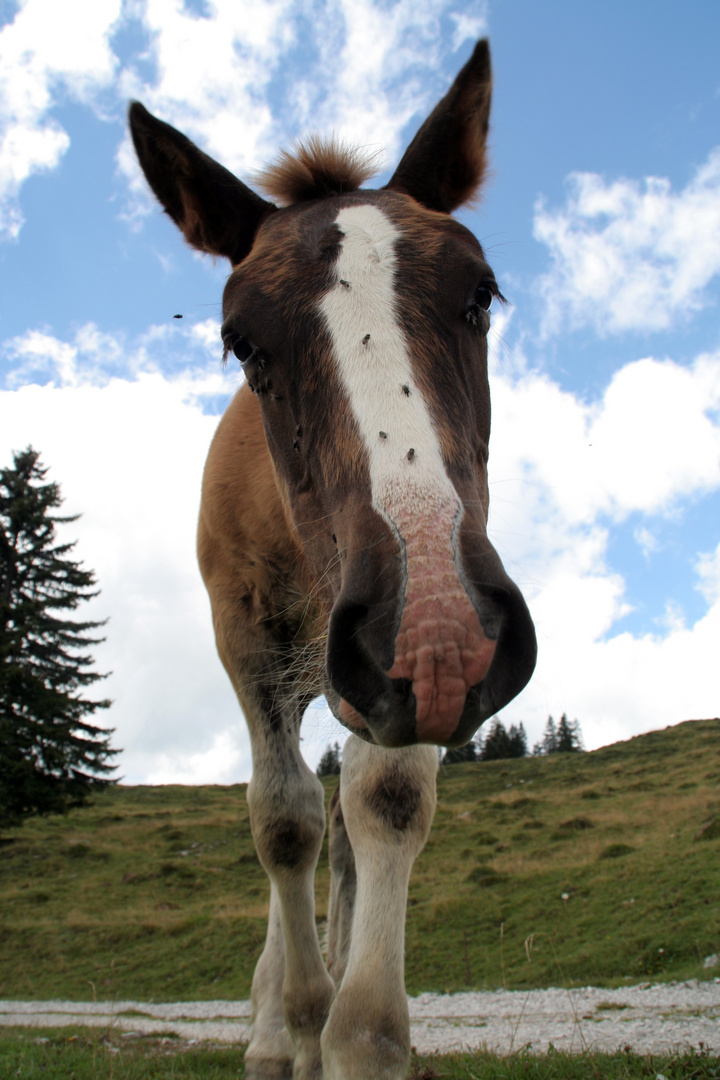 Pferd auf der Postalm