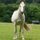 Pferd auf der Weide 1