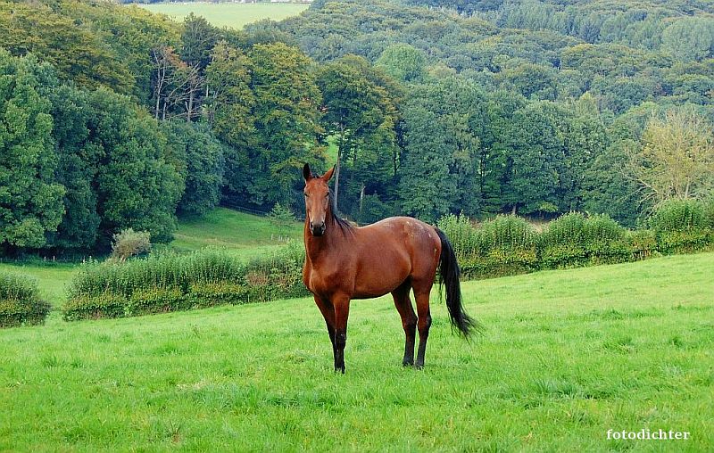 Pferd auf der Weide 