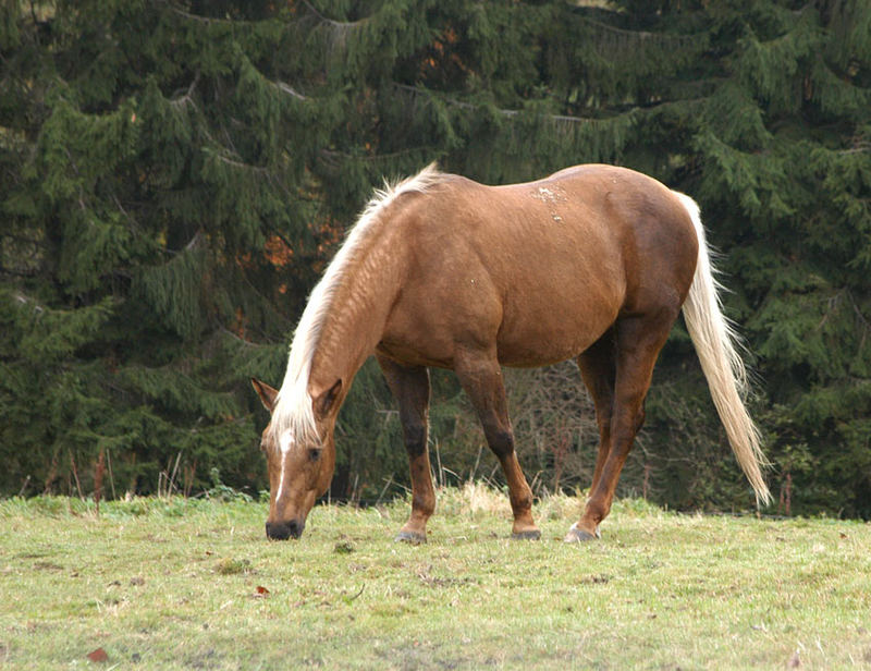 Pferd auf der Weide