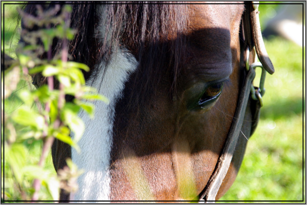 Pferd auf der Weide