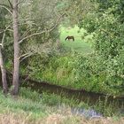 Pferd auf der Weide