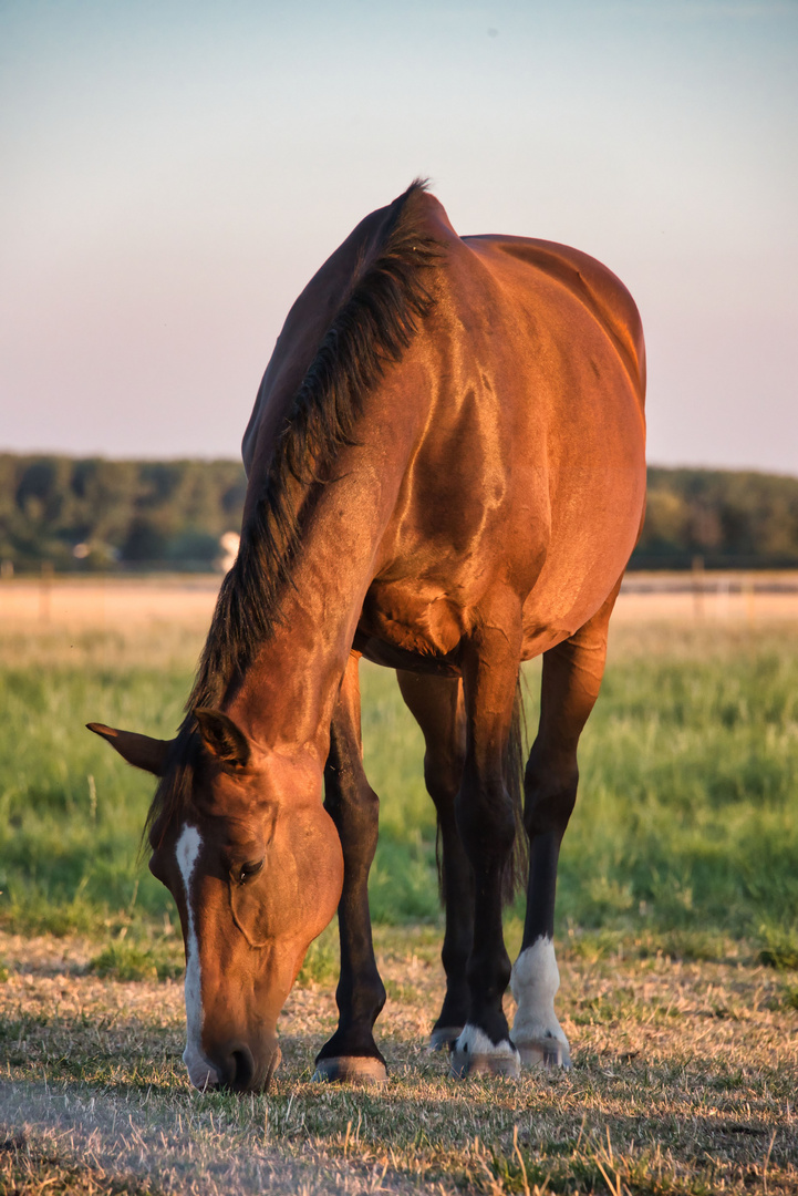 Pferd auf der Weide