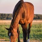 Pferd auf der Weide