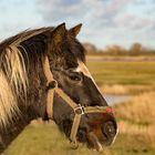 Pferd auf der Weide