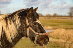 Pferd auf der Weide