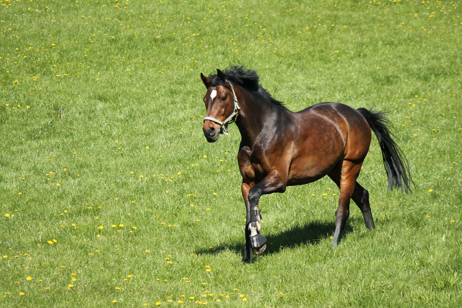 Pferd auf der Weide 