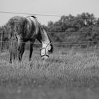 Pferd auf der Weide