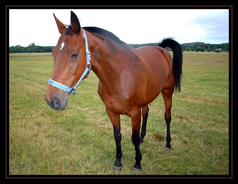 Pferd auf der Weide