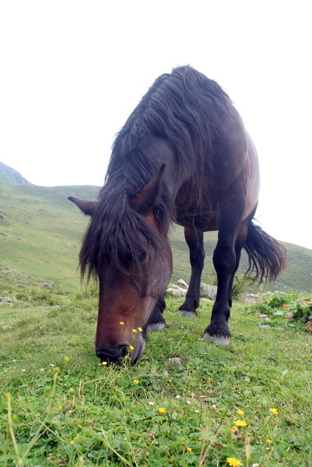 Pferd auf der Weide