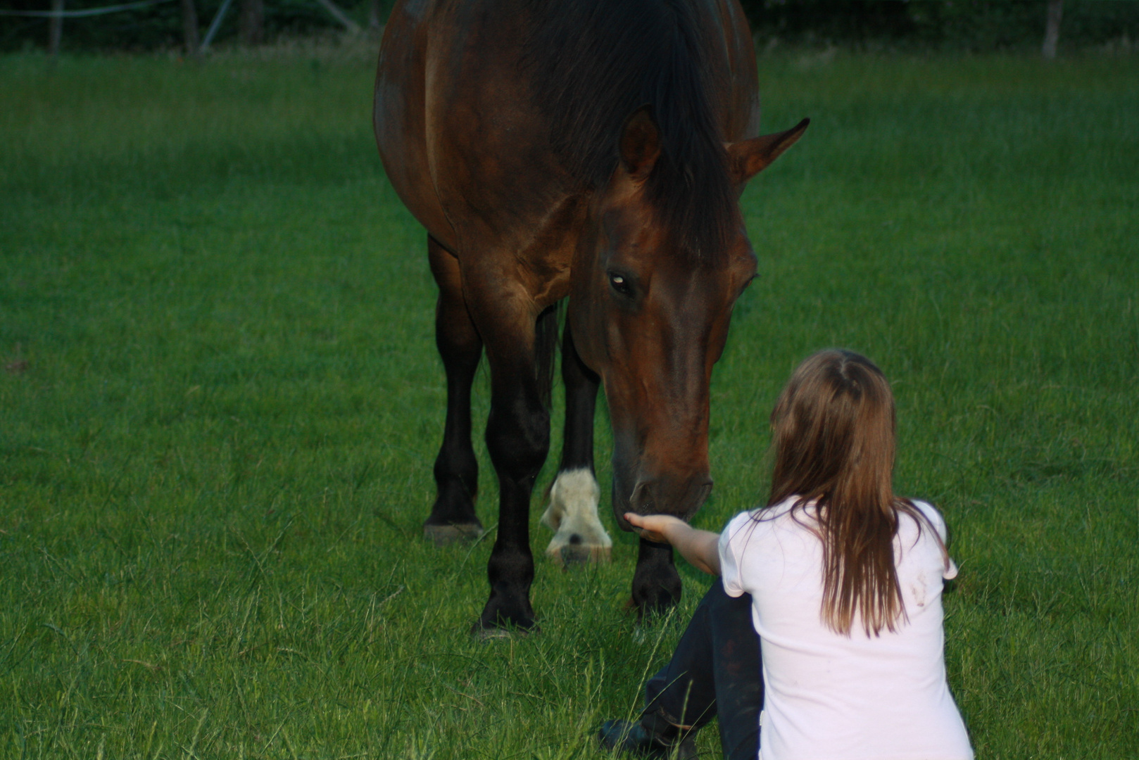 Pferd auf der Weide