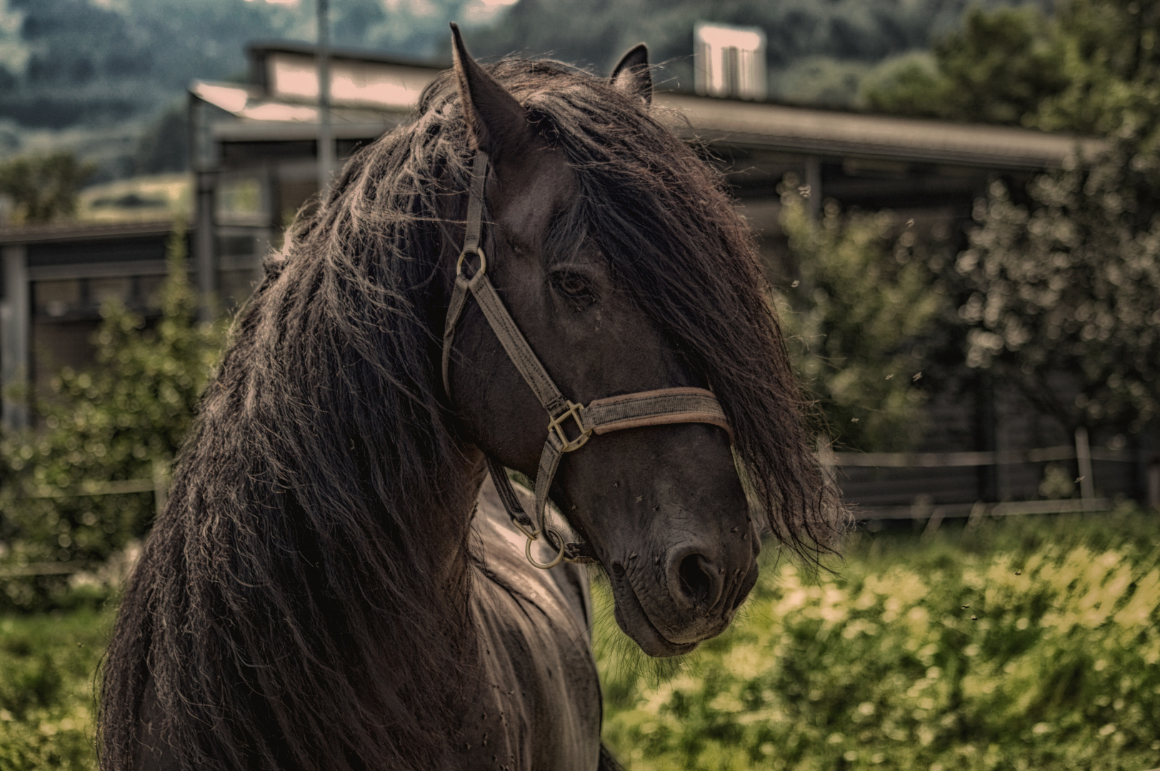 Pferd auf der Weide