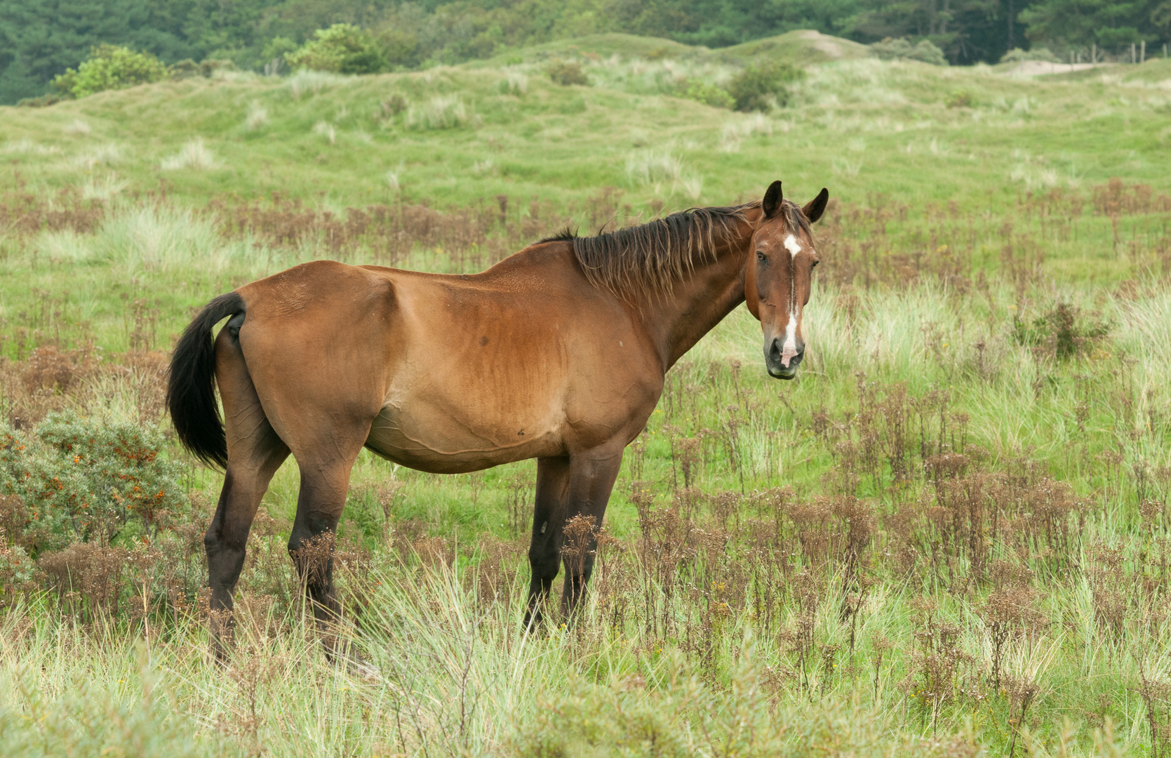 Pferd auf der Weide, hinter den Dünen