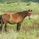 Pferd auf der Weide, hinter den Dünen