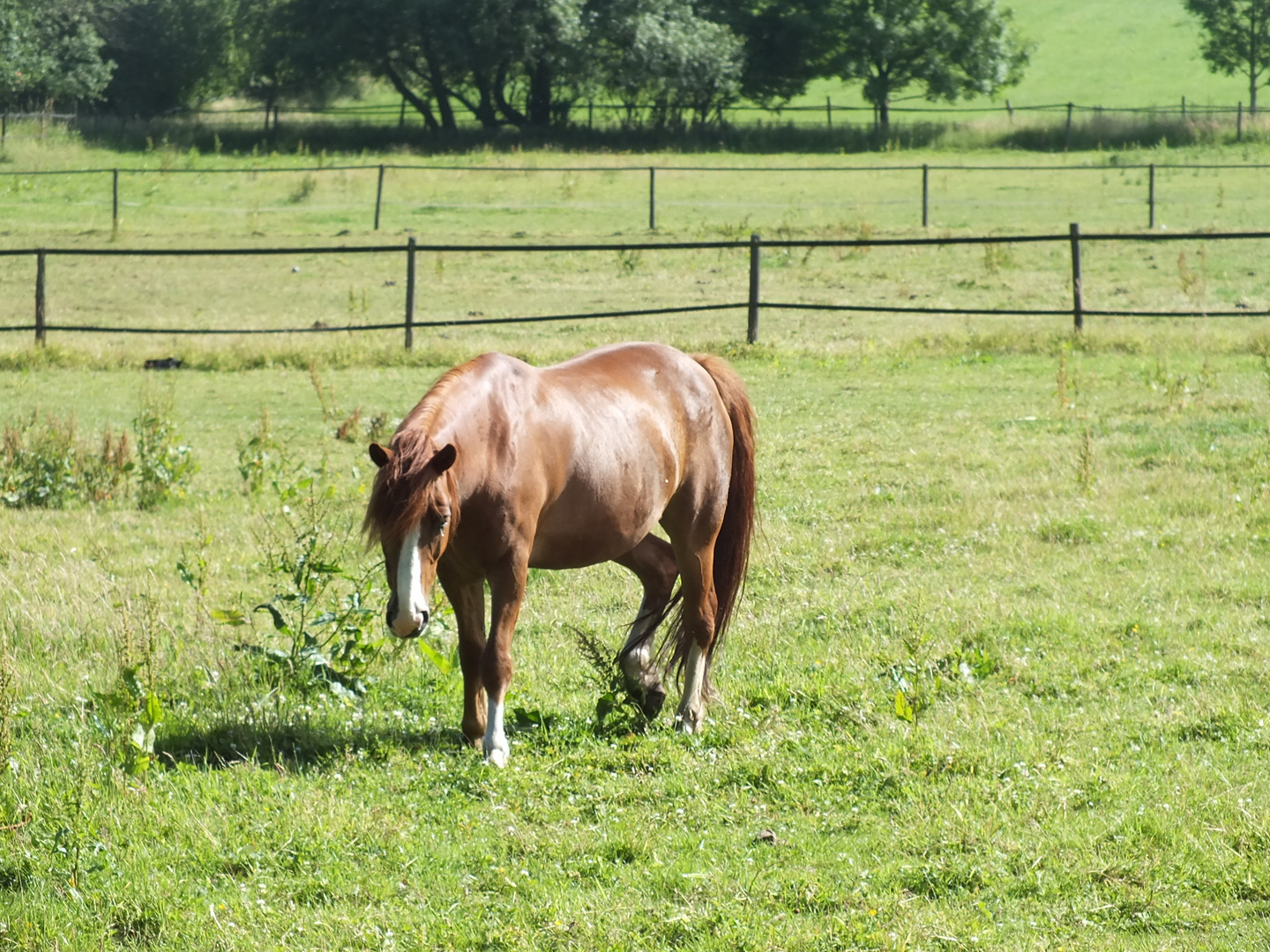 Pferd auf der Weide in Oberhausen Königshart