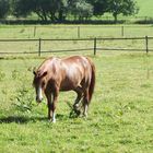 Pferd auf der Weide in Oberhausen Königshart