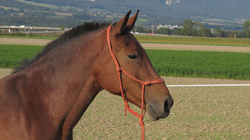 Pferd auf der Wiese