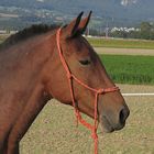 Pferd auf der Wiese