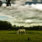 Pferd auf der Wiese