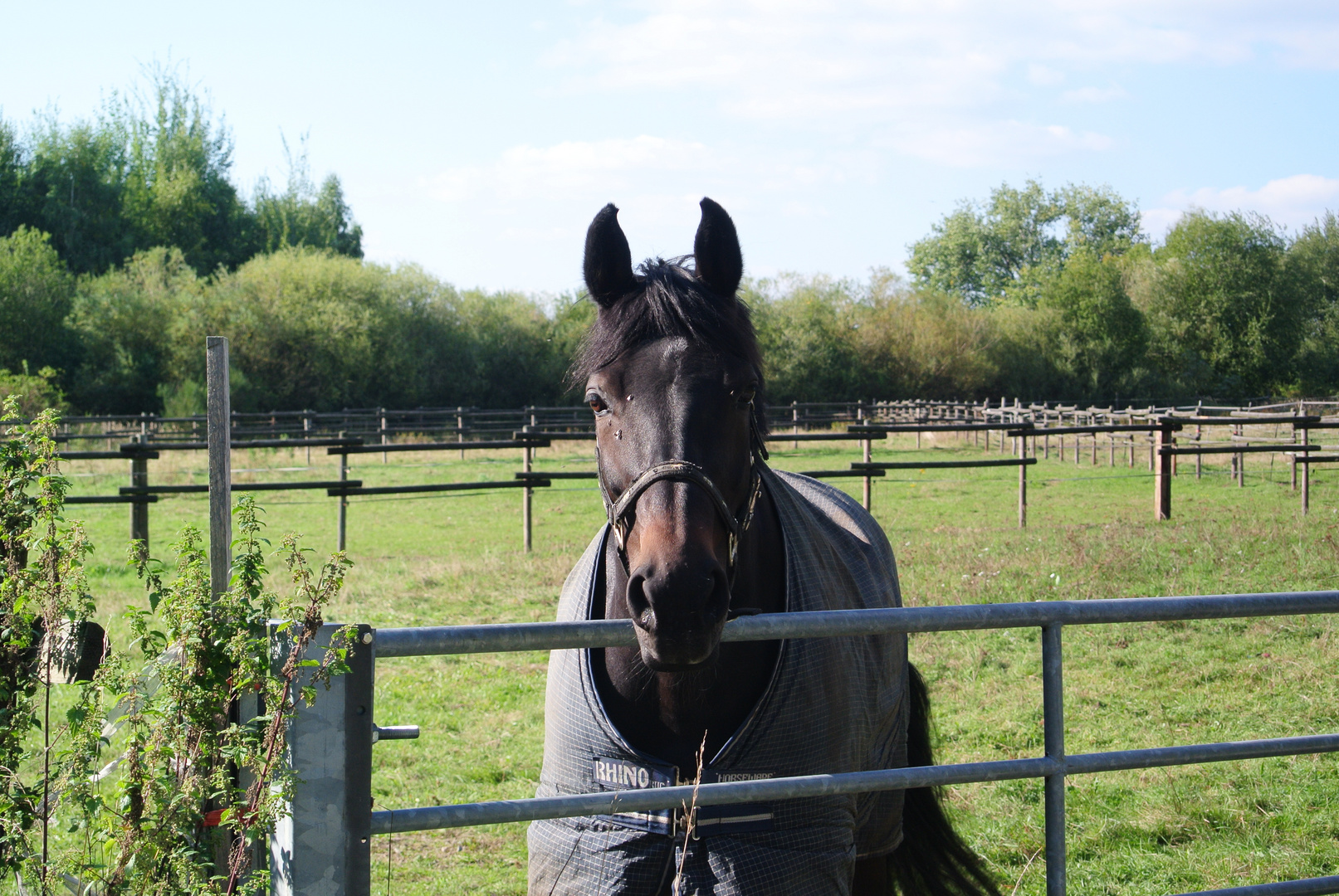 Pferd auf der Wiese