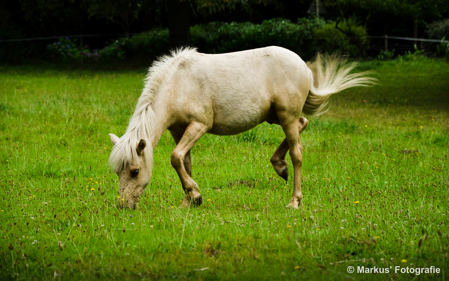 Pferd auf einer Graswiese