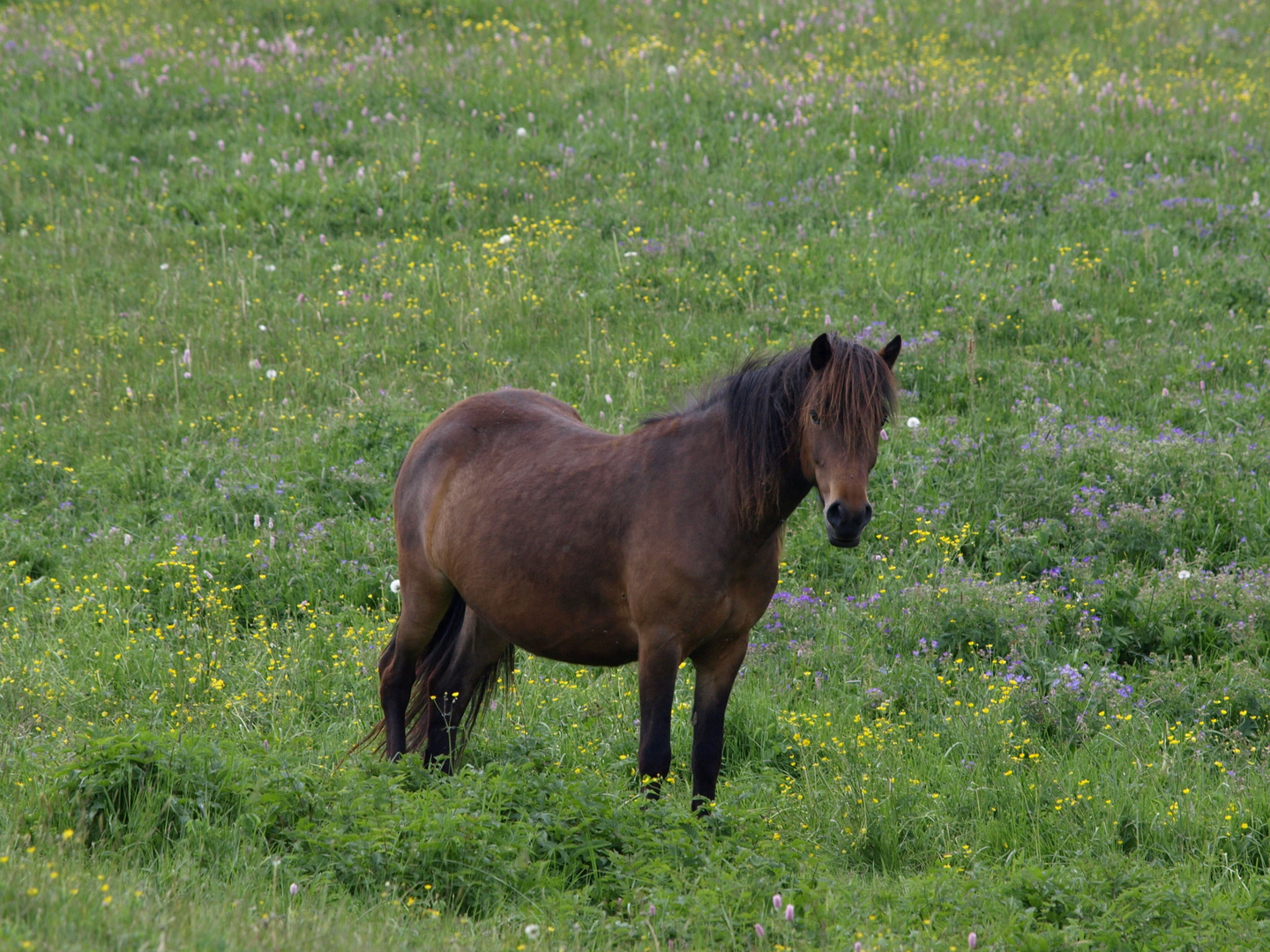 Pferd auf einer Rhönwiese