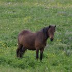 Pferd auf einer Rhönwiese