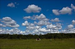 pferd auf heide