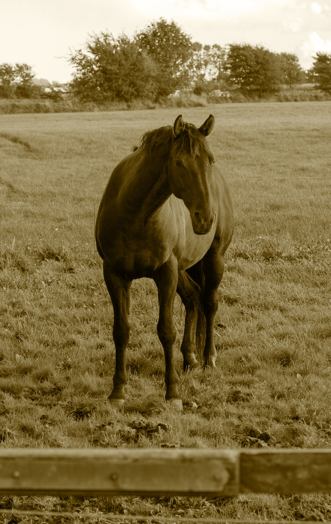 pferd auf Koppel