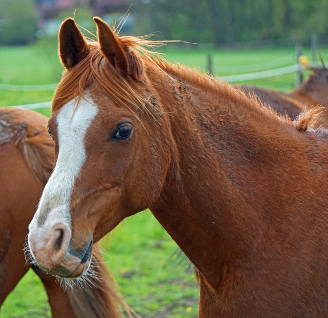 Pferd auf Koppel