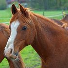 Pferd auf Koppel