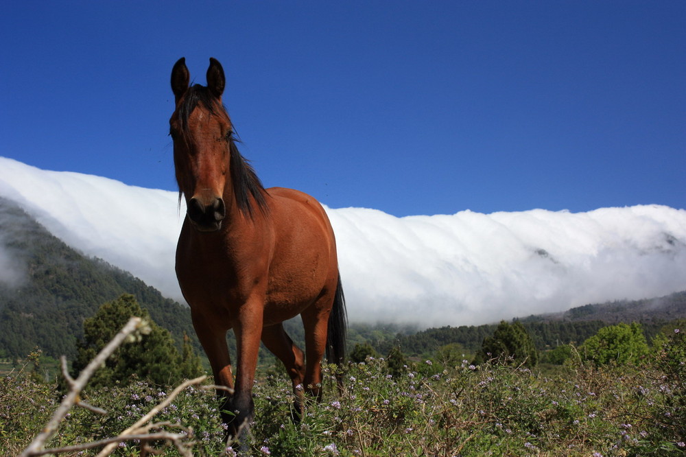 Pferd auf La Palma