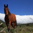 Pferd auf La Palma