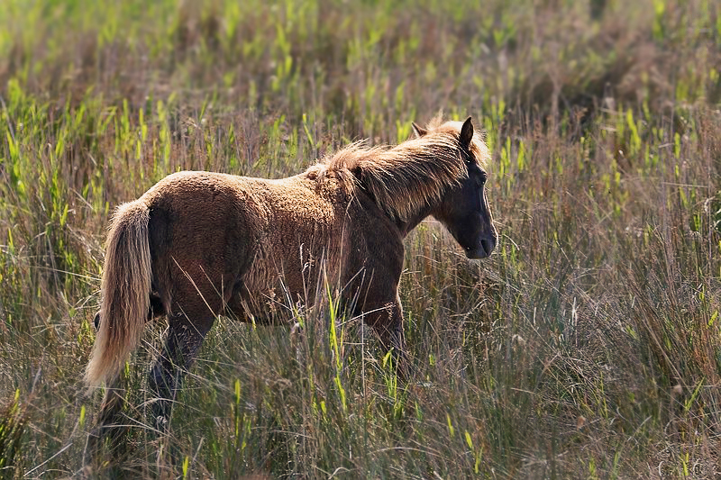 Pferd auf Mallorca im Albufera-Park