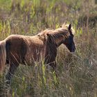 Pferd auf Mallorca im Albufera-Park