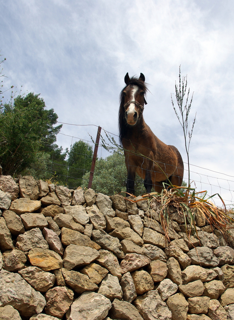 Pferd auf Mauer