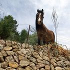 Pferd auf Mauer