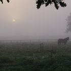 Pferd auf Nebelweide