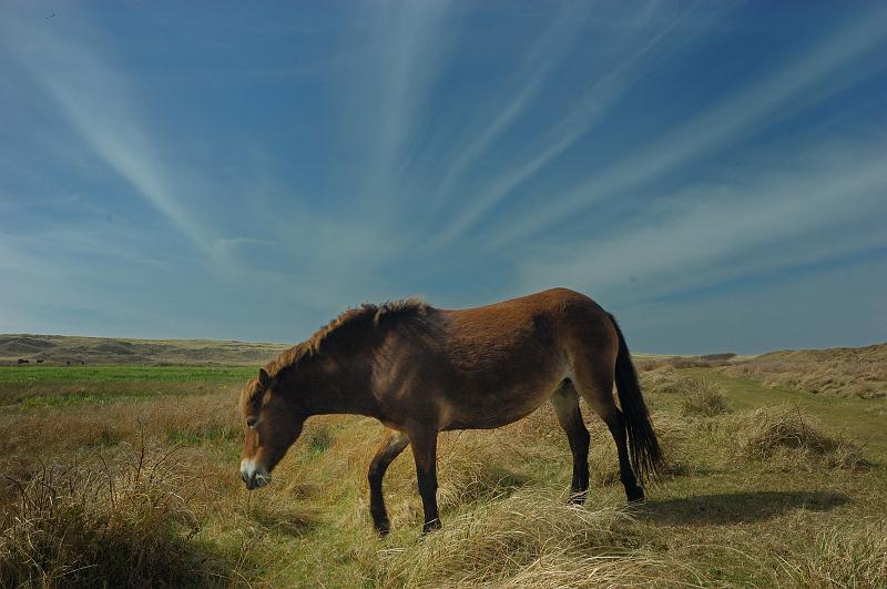 Pferd auf Texel