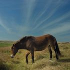 Pferd auf Texel